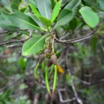 mangrovepod2