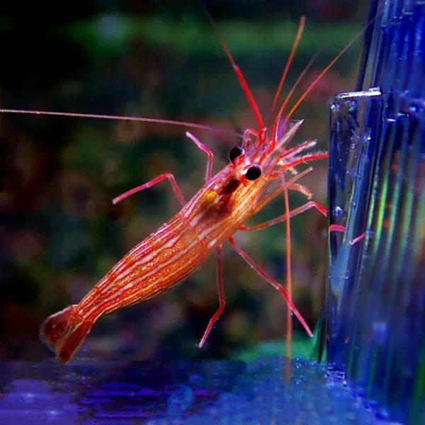 peppermint shrimp for sale