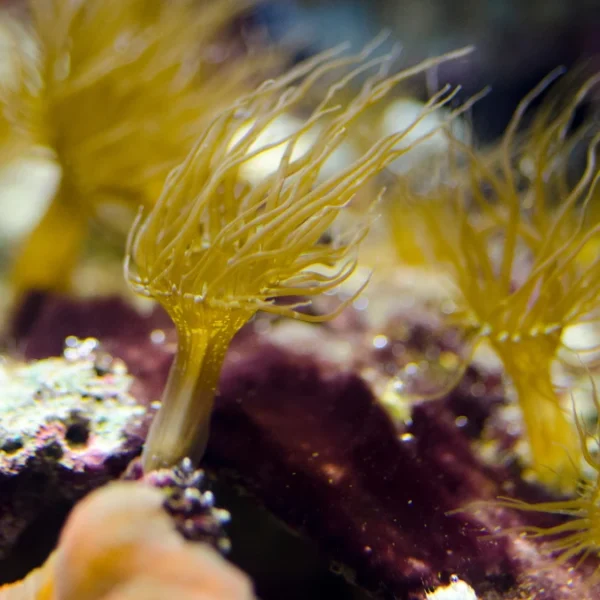 Aiptasia Set (Aiptasia Pallida) | Keys Marine Life Direct