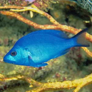 Blue Hamlet (Hypoplectrus gemma)