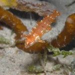 rhinoblenny