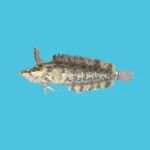 rhino blenny for sale florida