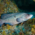 greater soapfish for sale