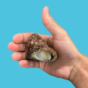 giant turban snail for sale