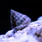 astrea snail for sale