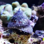 astrea snail reef tank