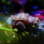 cerithsnailforsale